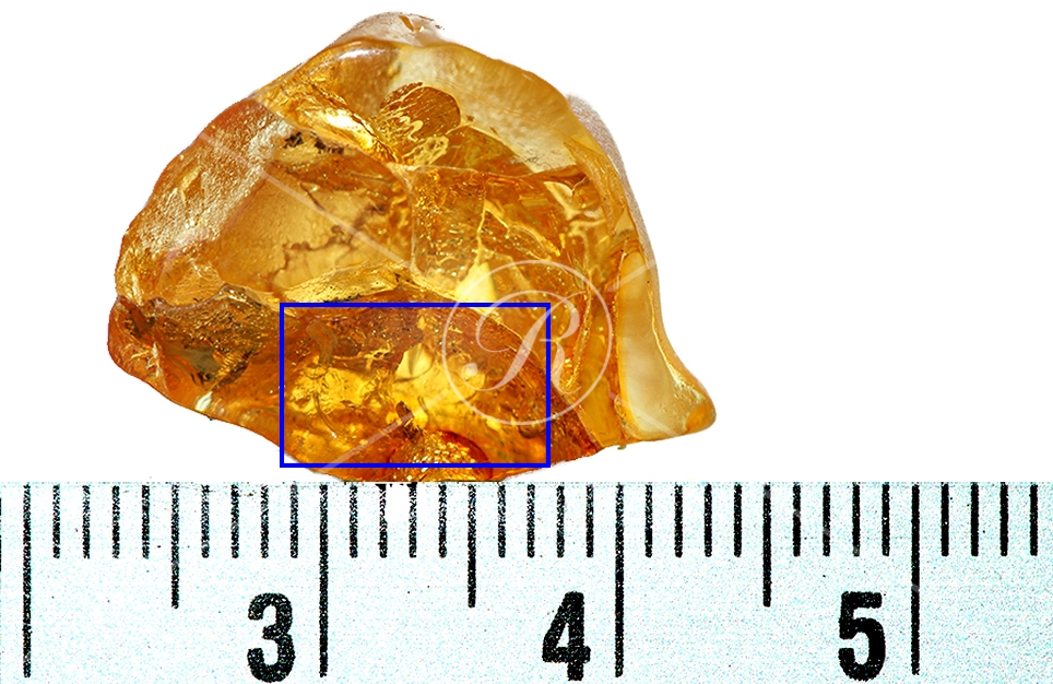 Watermark_223_N131 éch.jpg